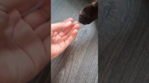 Простите,  мне всё быстро надоедает... 
Но я скоро вернусь! ♡