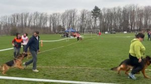 РАБОЧИЙ СУКИ / КЧК КРАСНОДАР 28 марта`26 З.Данильченко Моно немецких овчарок