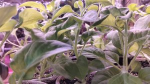 Петунии из семян готовы к черенкованию