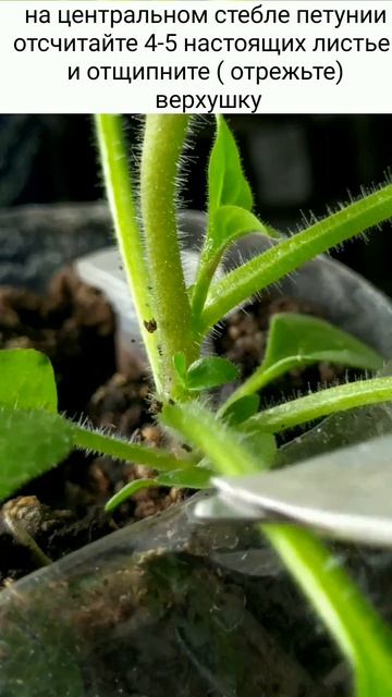 Нужно ли прищипывать петунии.