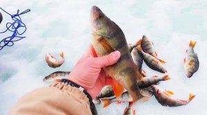 Не кислая раздача на "Соленом" карьере