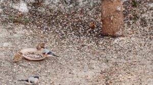 парочка снегирей