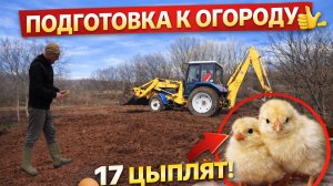 #51 ВЫЛУПИЛИСЬ 17 ЦЫПЛЯТ! ГОТОВИМ ОГОРОД И СТРОИМ КУРЯТНИК