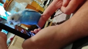 выбирает игрушки