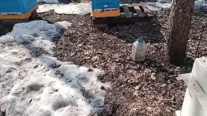 29.03.2026. Весна. Работы и заботы на пасеке. Состояние семей. Обзор.