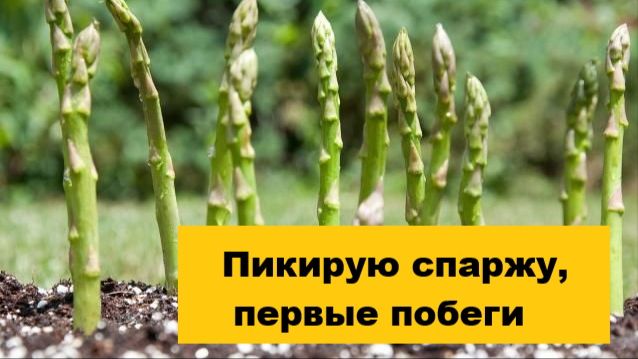 Взошла спаржа, срочно пикирую побеги по стаканчикам