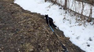 Любимые кусты еще под снегом.