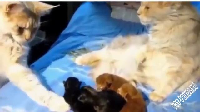 a-chernye-tochno-moi