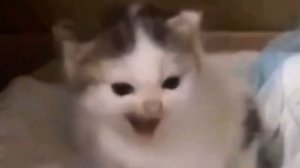 Гитлер котенок жёстко ругается