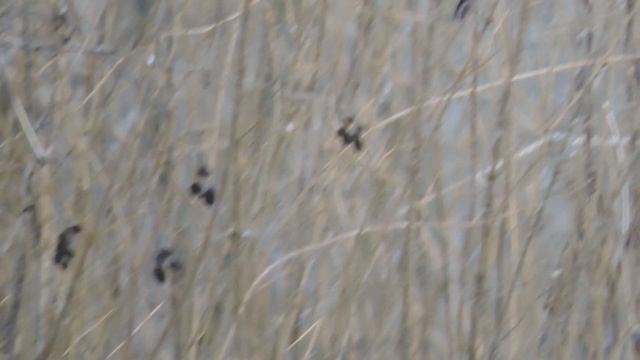 DSCN7856Снегири.