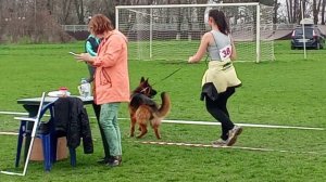 МОЛОДЫЕ СУКИ / КЧК КРАСНОДАР 28 марта`26 З.Данильченко Моно немецких овчарок