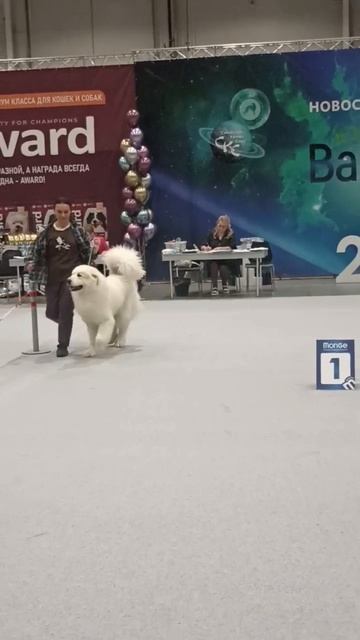 Норвосибирск. Выставка собак.