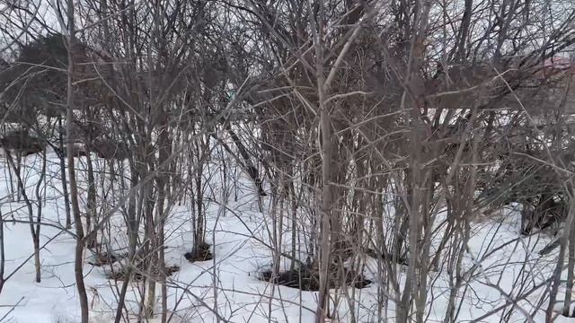 Купили второй дом в деревне. Обзор нового дома. Расширяем территорию.