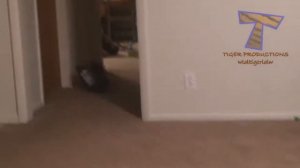 Funny CATS   HOLD YOUR LAUGH IF YOU CAN  CHALLENGE 2026