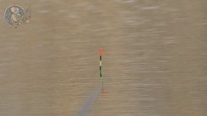 Тайный запах приманил это!!! Не думал, что попрет крупняк! Рыбалка 2025