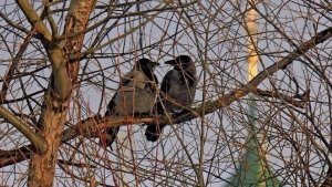 ТАРО ПРОГНОЗ НА АПРЕЛЬ МЕСЯЦ ДЛЯ ПРЕДСТАВИТЕЛЕЙ ЗНАКА ЗОДИАКА ЛЕВ ТОЧКА НАДЁЖНОЕ ТАРО.