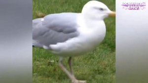 ЛУЧШИЕ ПРИКОЛЫ 2026 ржака до слез угар прикол   ПРИКОЛЮХА