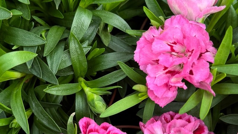 29.03.2026г. Обзор свежих орхидей в Лемана Про.