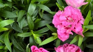 29.03.2026г. Обзор свежих орхидей в Лемана Про.