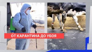 Две заразившихся пастереллёзом коровы подвергнуты эвтаназии в Нижегородской области