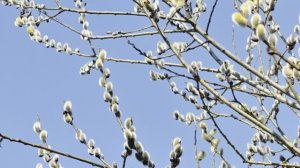 Пчёлы и верба