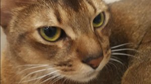 Спидран блоков