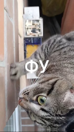 Йода кот предупреждает😾