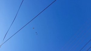 Николаевские голуби 29.03.2026 г