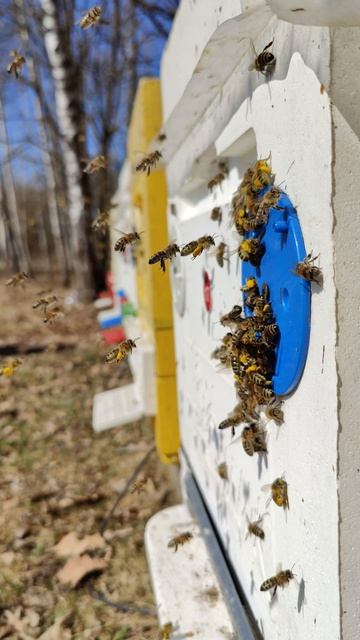 Природа сама подсказала как напоить пчёл весной!
