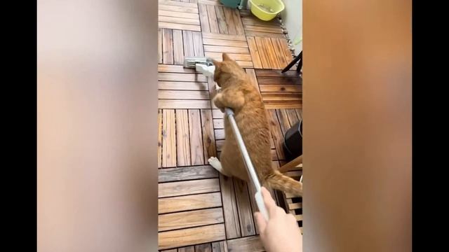 Угарные приколы с КОТАМИ и Собаками (4)