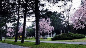 Анапа  🌞 МАГНОЛИИ на Пионерском проспекте 🌞 29 марта 2026 года 🌞 блогер Альбатрос