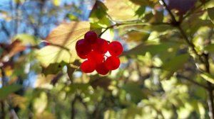 Учись Того благодарить Ирина Терзи