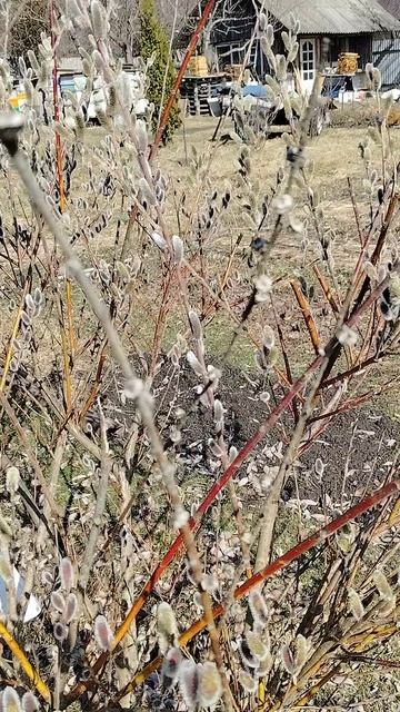 29марта МЁДА С ПОДСНЕЖНИКА НЕ БУДЕТ