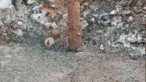 куколки белочки