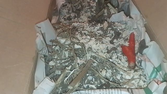 Крик чаек.Георгины Эдинбург.Розы из светофора.
29.03.26г.