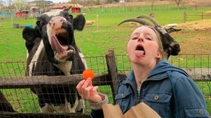 #смешныевидео -1245