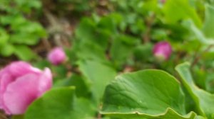 Горы Крыма (апрель - май 2025 г.)