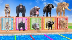 Длинная игра-слайд с Коровой, Слоном, Гориллой, Бегемотом, Тигром - 3d Игра с животными