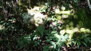 Выездное обследования территории вокруг села Ахштырь. Проект «Красная книга Сочи»