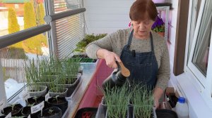 Рассада репчатого лука. Ответы на вопросы.