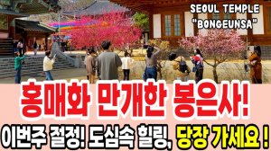 삼성동 봉은사 홍매화 만개! 정말 외국인이 절반! 전국 봄꽃 축제, 서울 여행 워커