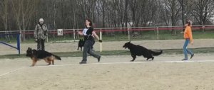 МОЛОДЫЕ КОБЕЛИ ДШ / КЧК НОВОРОССИЙСК 21 марта`26 K.Sozeri Моно немецких овчарок