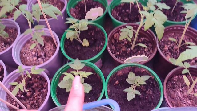 28-29.03.26 посадка на супер ранний урожай для ОГ, промежуточные итоги рассады