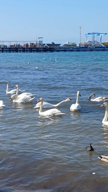 Лебединый бал!