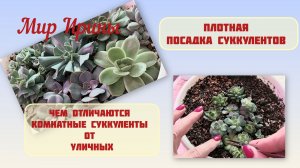 ПЛОТНАЯ ПОСАДКА СУККУЛЕНТОВ ● ЧЕМ ОТЛИЧАЕТСЯ КОМНАТНЫЕ  СУККУЛЕНТЫ ОТ УЛИЧНЫХ●●●