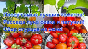 28-03-2026 Посев самых лучших томатов,на сезон 2026 год!Сбор огурцов с окна!Лук севок,радует!