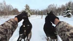 Охота на тетерева с лунок. Меткие выстрелы под закрыте сезона.