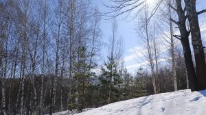 В лесу весна еще не хозяйка