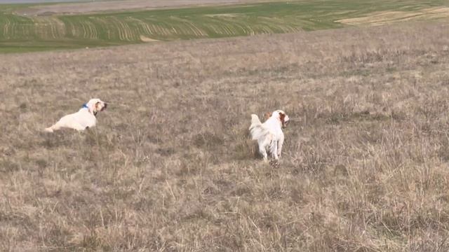 Альфа и Хитрый. 29.03.26