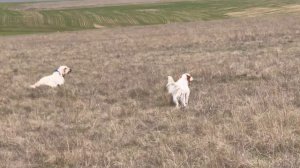 Альфа и Хитрый. 29.03.26